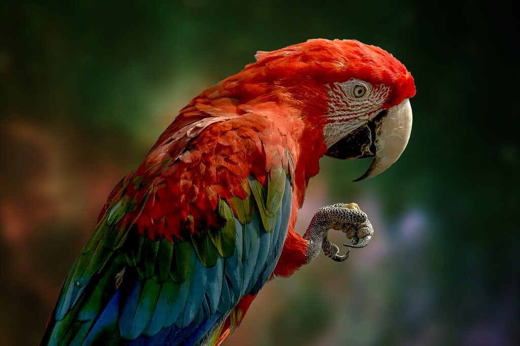 parrot, bird, feathers, plumage, nature, colorful, beak, claw, bill, ave, avian, close up, wildlife, wildlife photography, animal world